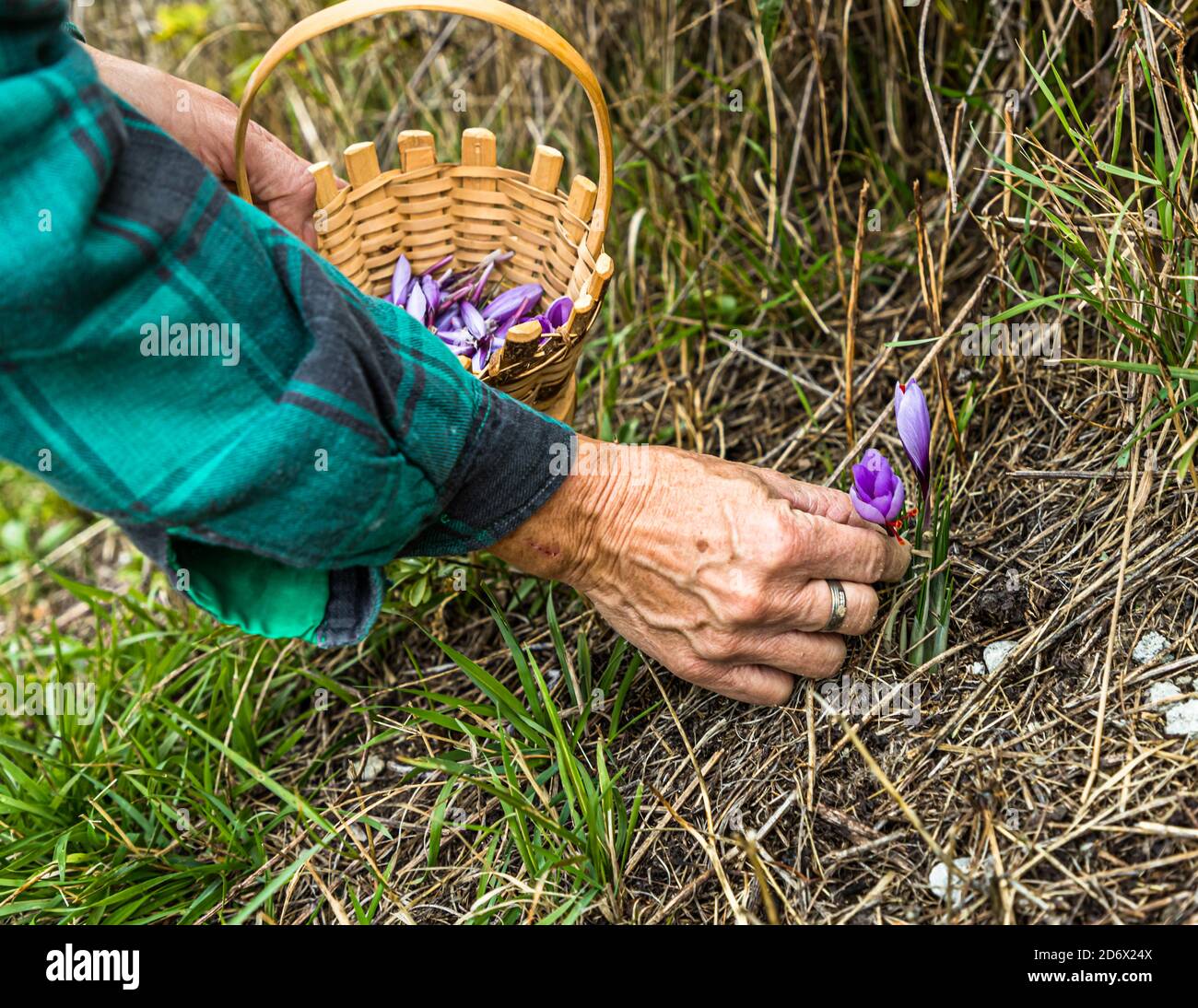 Raccolta e lavorazione dello zafferano a Mund, Naters, Svizzera Foto Stock