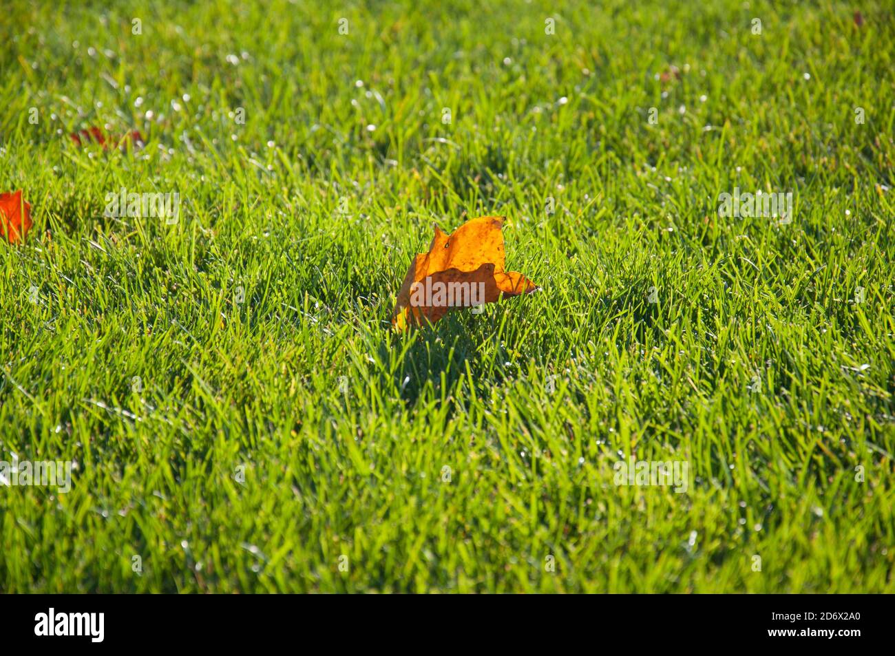 Foglia di acero giallo caduto sull'erba verde brillante del prato. Sfondo autunno Foto Stock