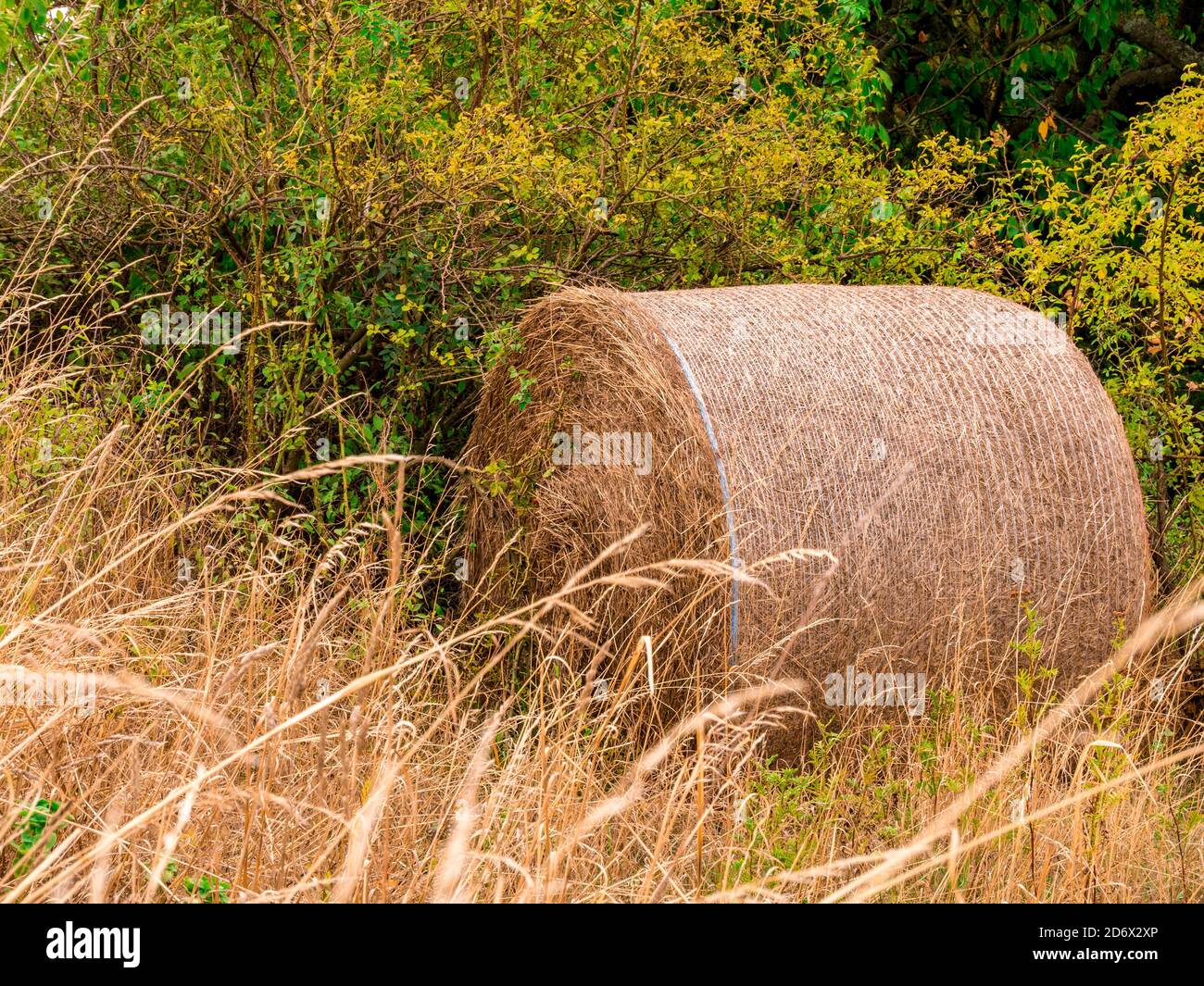 Balla rotonda di paglia nelle boccole della roseanca Foto Stock