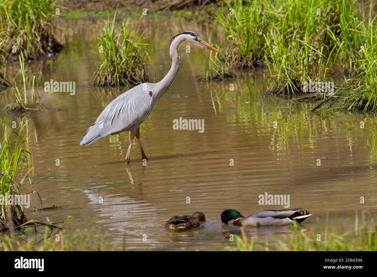 Un grande airone blu condivide una zona umida con anatre mallard maschili e femminili. Foto Stock