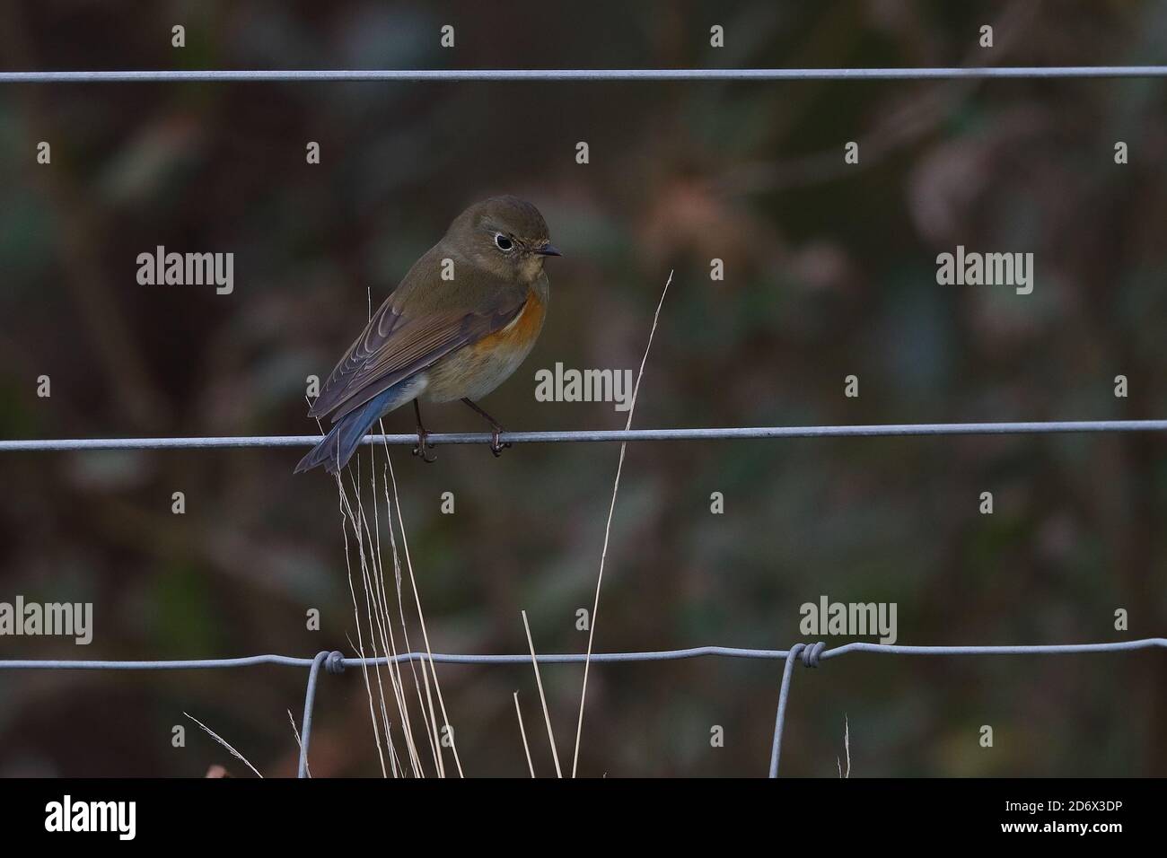 Bluetail con fianchi rossi che si esibisce sulla fengelina Foto Stock