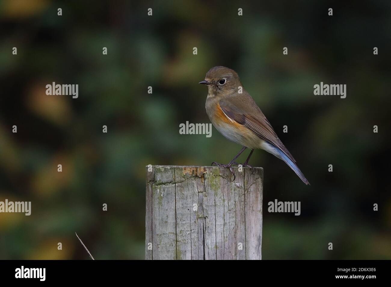 Bluetail con fianchi rossi che si esibisce sulla fengelina Foto Stock