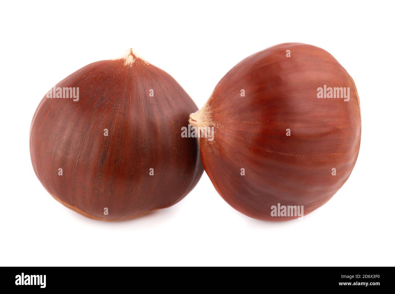 Castagne fresche isolate su sfondo bianco. Ippocastanum o castagne di cavallo. Foto Stock