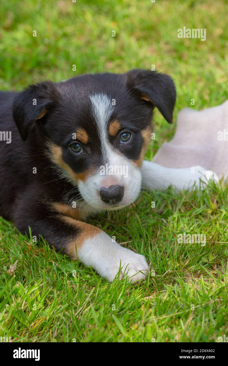 Border Collie Dog, cucciolo. Testa, spalle, viso espressivo, viso, viso, dettaglio viso, arti anteriori, gambe anteriori. Contatto con gli occhi, su un prato giardino. Marcature per pellicce. Foto Stock