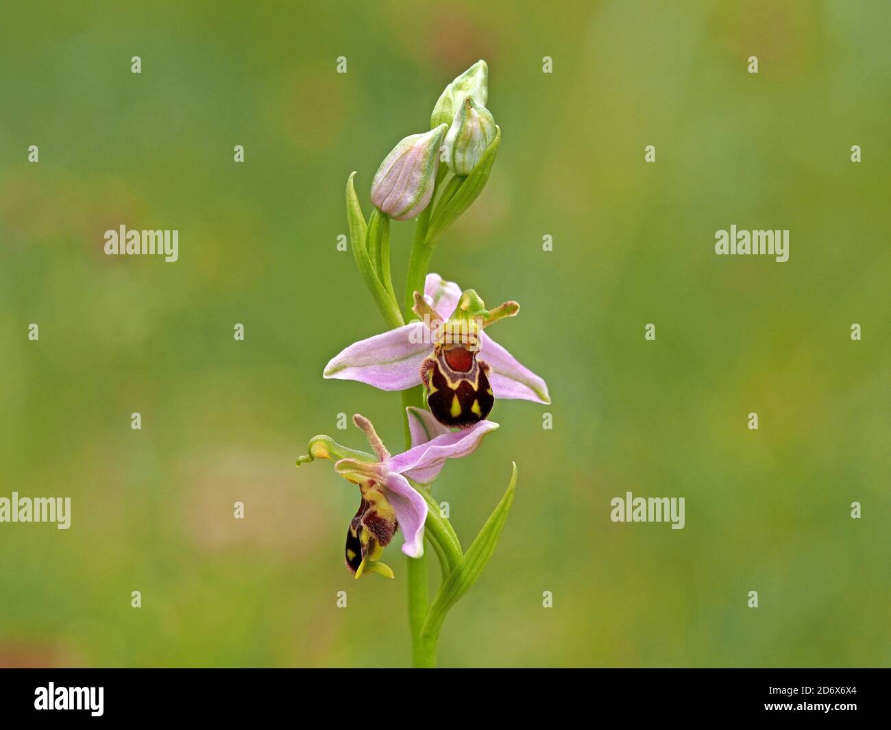 Boccioli di flowerspike e fiore esotico di orchidea d'api (Ophrys apifera), con sepsi rosa e labellum mimico d'ape bruna frantumata, una pianta erbacea perenne Foto Stock