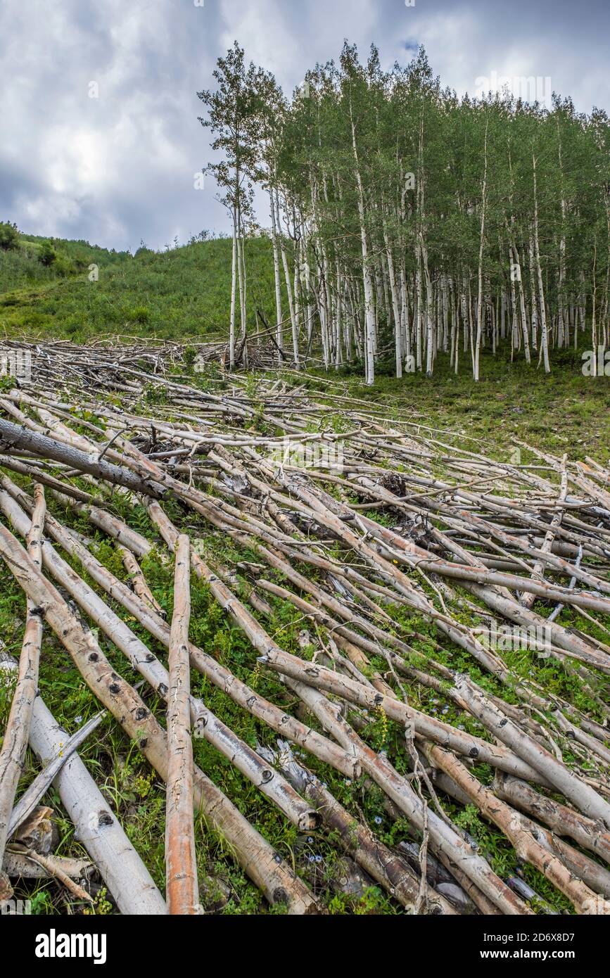 Distruzione delle valanghe, montagne di San Juan, Montagne Rocciose, CO, USA, di Bruce Montagne/Dembinsky Photo Assoc Foto Stock