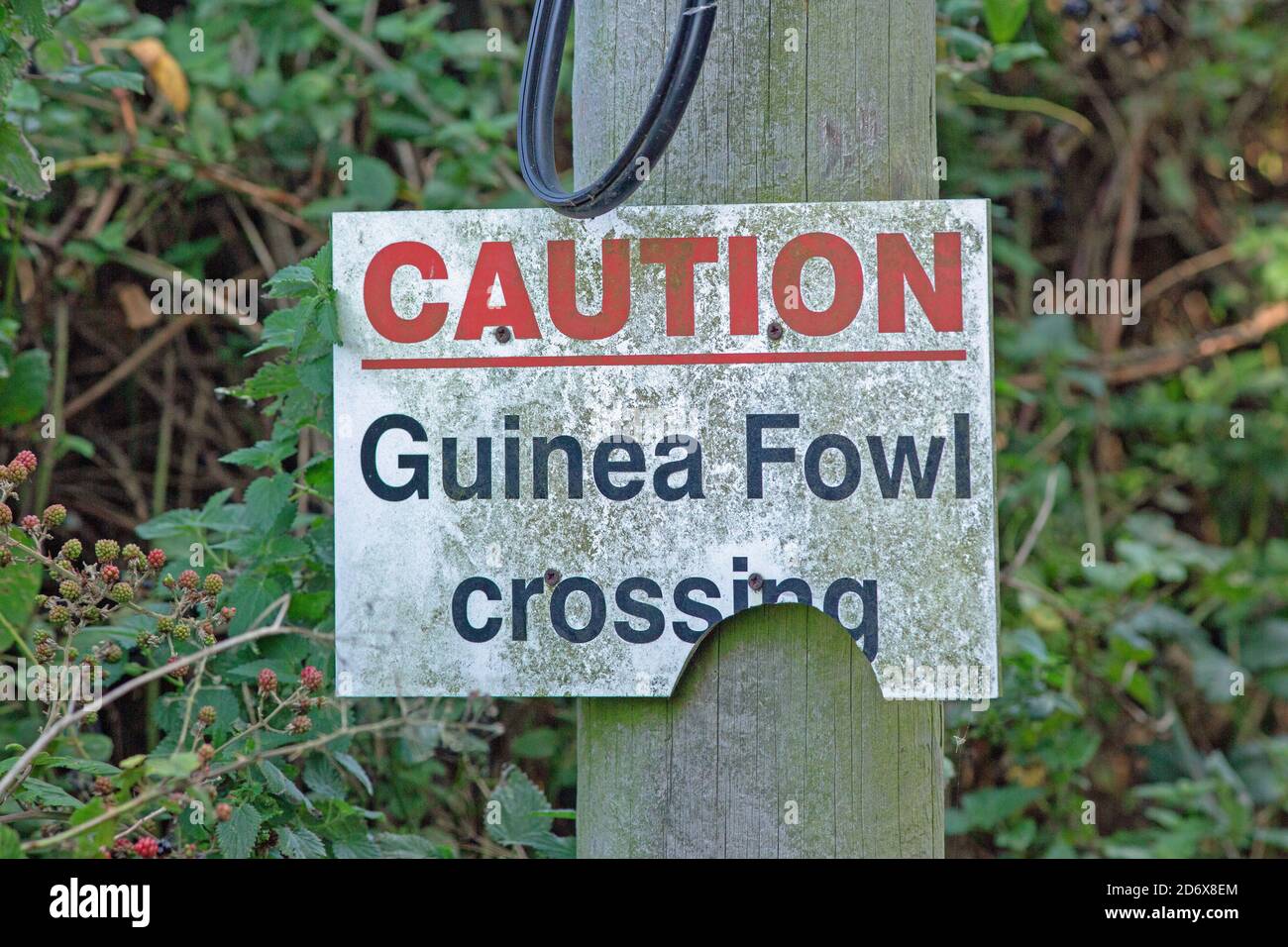 Avvertenza per i conducenti dei veicoli a motore. Su una strada rurale, in una siedgerow accanto a un campo agricolo, Norfolk. Attenzione, attraversamento di guaini. Mirato a proteggere Foto Stock