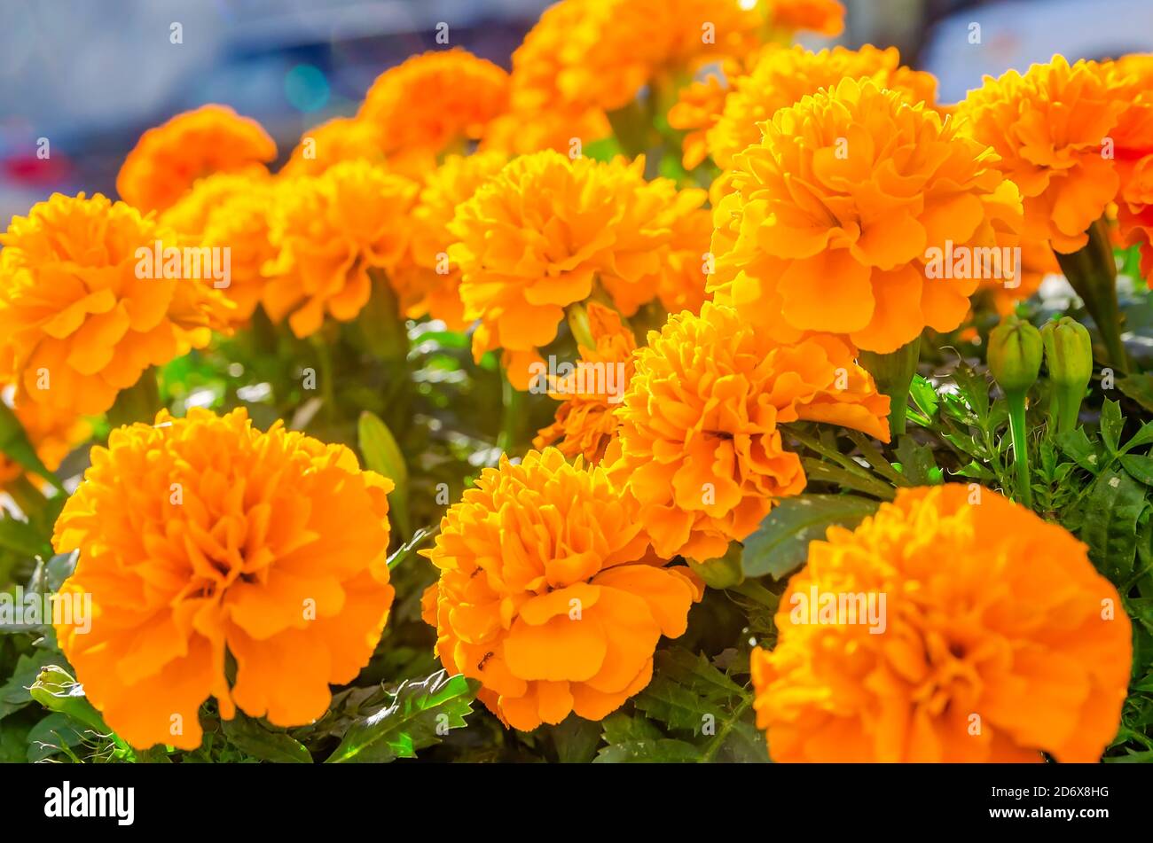 I marigolds arancioni fioriscono come parte di una mostra autunnale del centro, il 17 ottobre 2020, a Fairhope, Alabama. Foto Stock