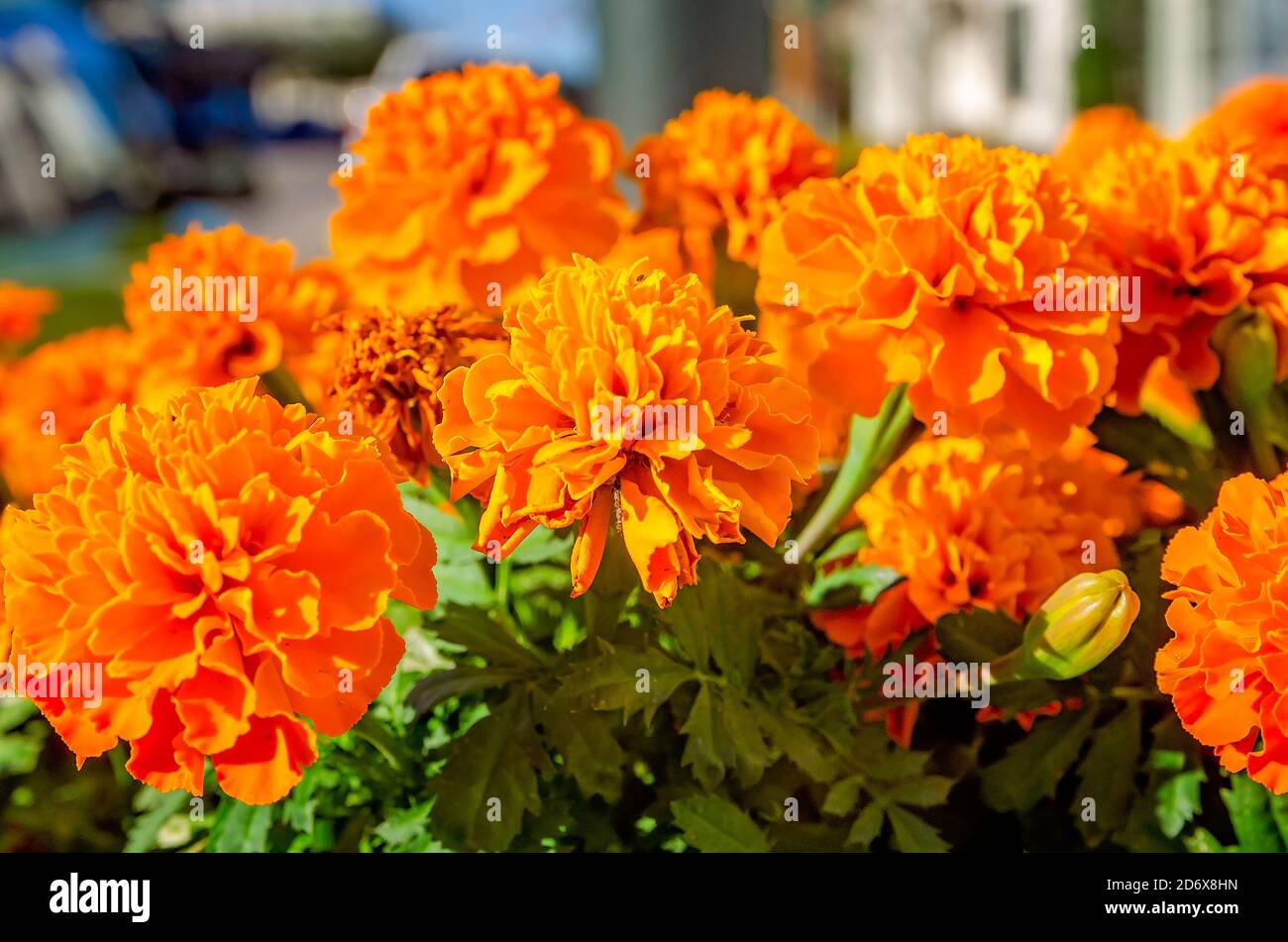 I marigolds arancioni fioriscono come parte di una mostra autunnale del centro, il 17 ottobre 2020, a Fairhope, Alabama. Foto Stock