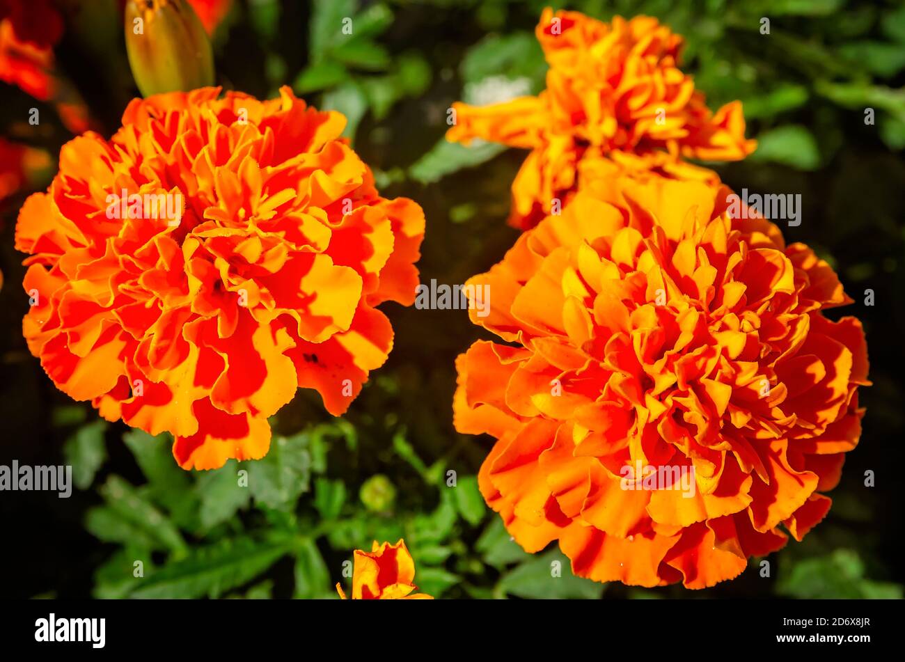 I marigolds arancioni fioriscono come parte di una mostra autunnale del centro, il 17 ottobre 2020, a Fairhope, Alabama. Foto Stock