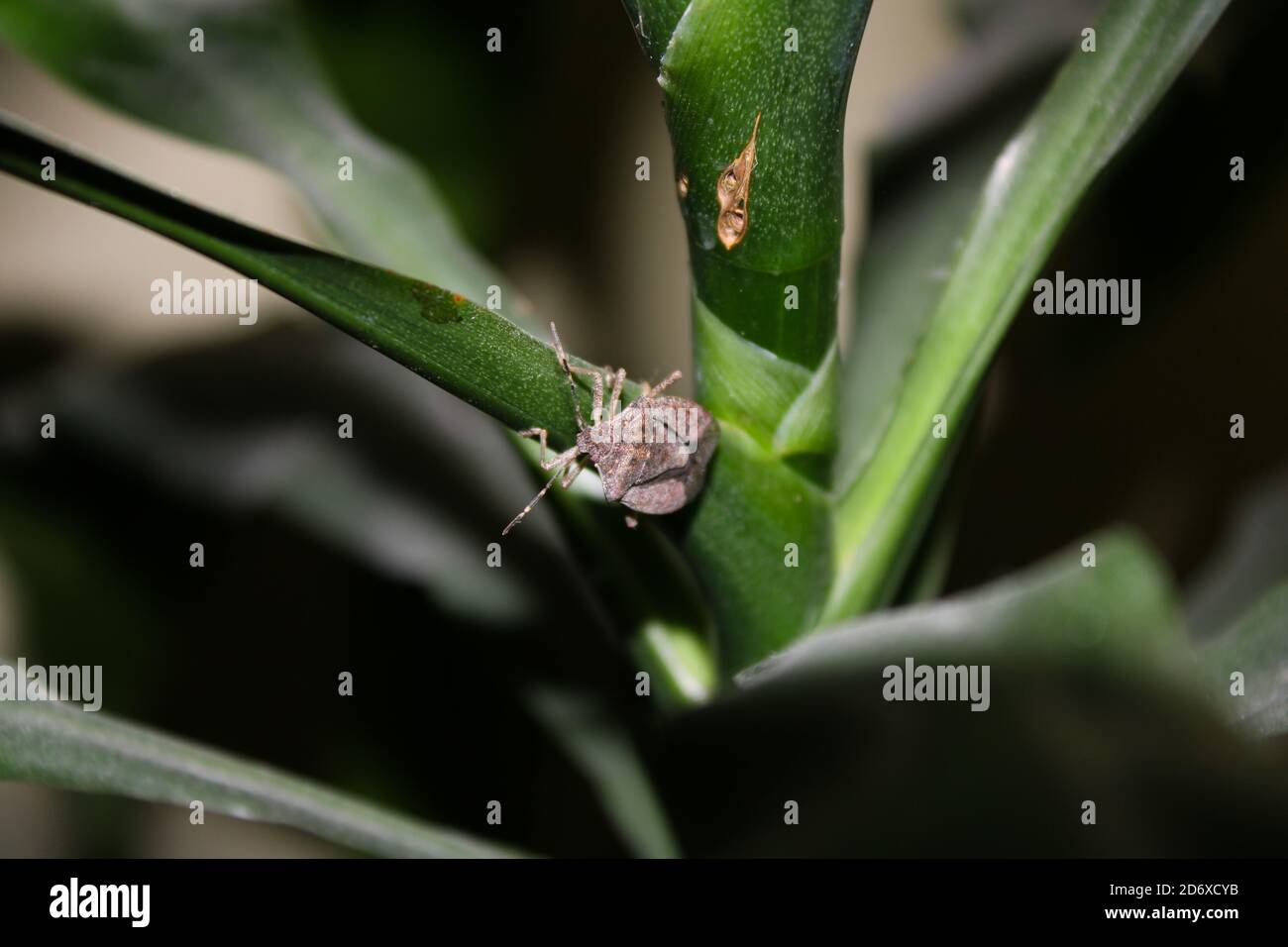 Protezione di insetti o pupore Pentatomidae sulla pianta Foto Stock