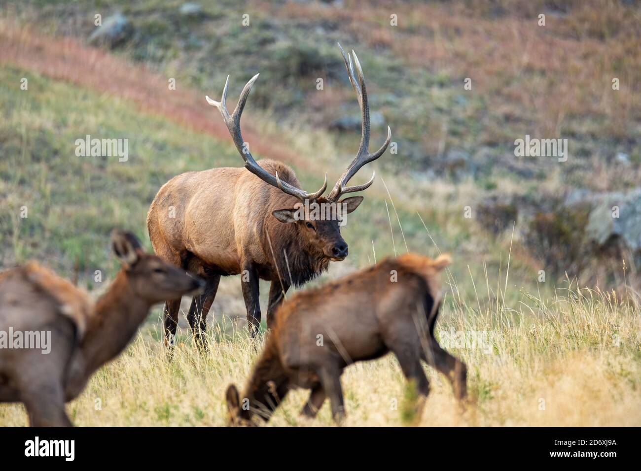 Gregge toro alce che tiene la sua stretta vigilanza sulla sua mandria Foto Stock