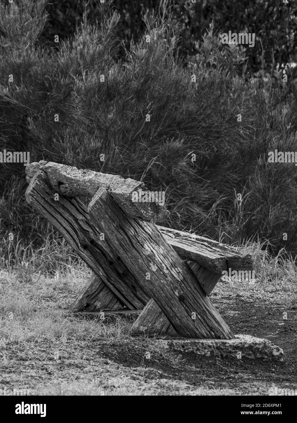 Primo piano immagine in bianco e nero di una panca nel mezzo di una foresta Foto Stock