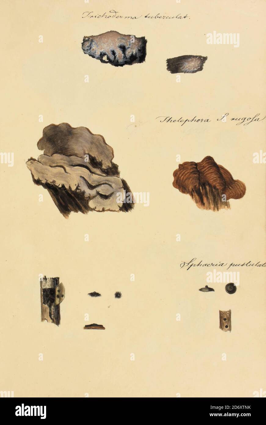 Illustrazione dipinta a mano di funghi nordamericani dal libro 'Icones fungorum Niskiensium' di Schweinitz, Lewis David von, 1780-1834 Data di pubblicazione 1805. Lewis David de Schweinitz (1834 febbraio 1780 – 8 febbraio 13) è stato un . È considerato da alcuni il 'padre di Mycologia nordamericana', ma ha anche dato contributi significativi alla botanica. Foto Stock