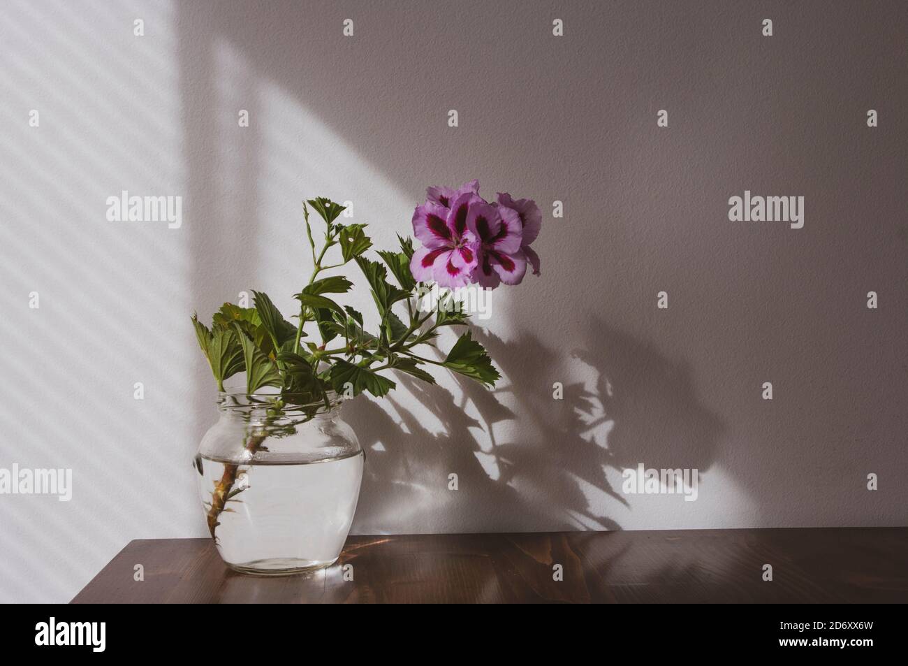 Viola Regal Pelargonio fiore, casa e giardino pianta, in vaso di vetro su tavola di legno. Foto Stock