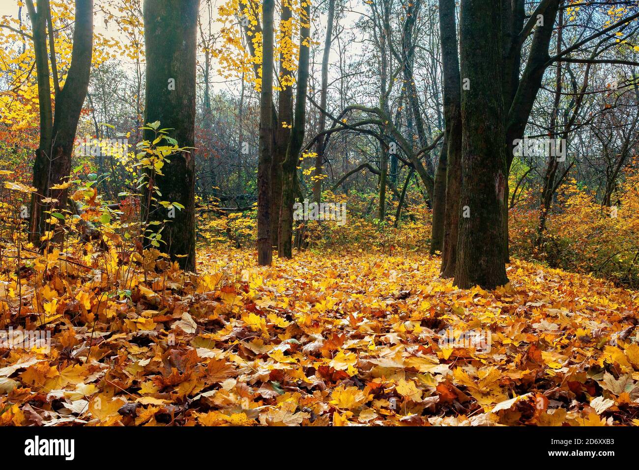 soleggiato scenario autunnale nel parco. alberi in fogliame colorato. terreno coperto di foglie cadute. cambiamenti stagionali della natura Foto Stock