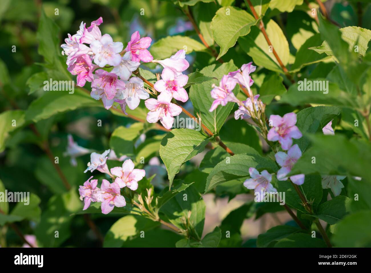 Fiori rosa Weigela Florida sotto il caldo sole estivo Foto Stock