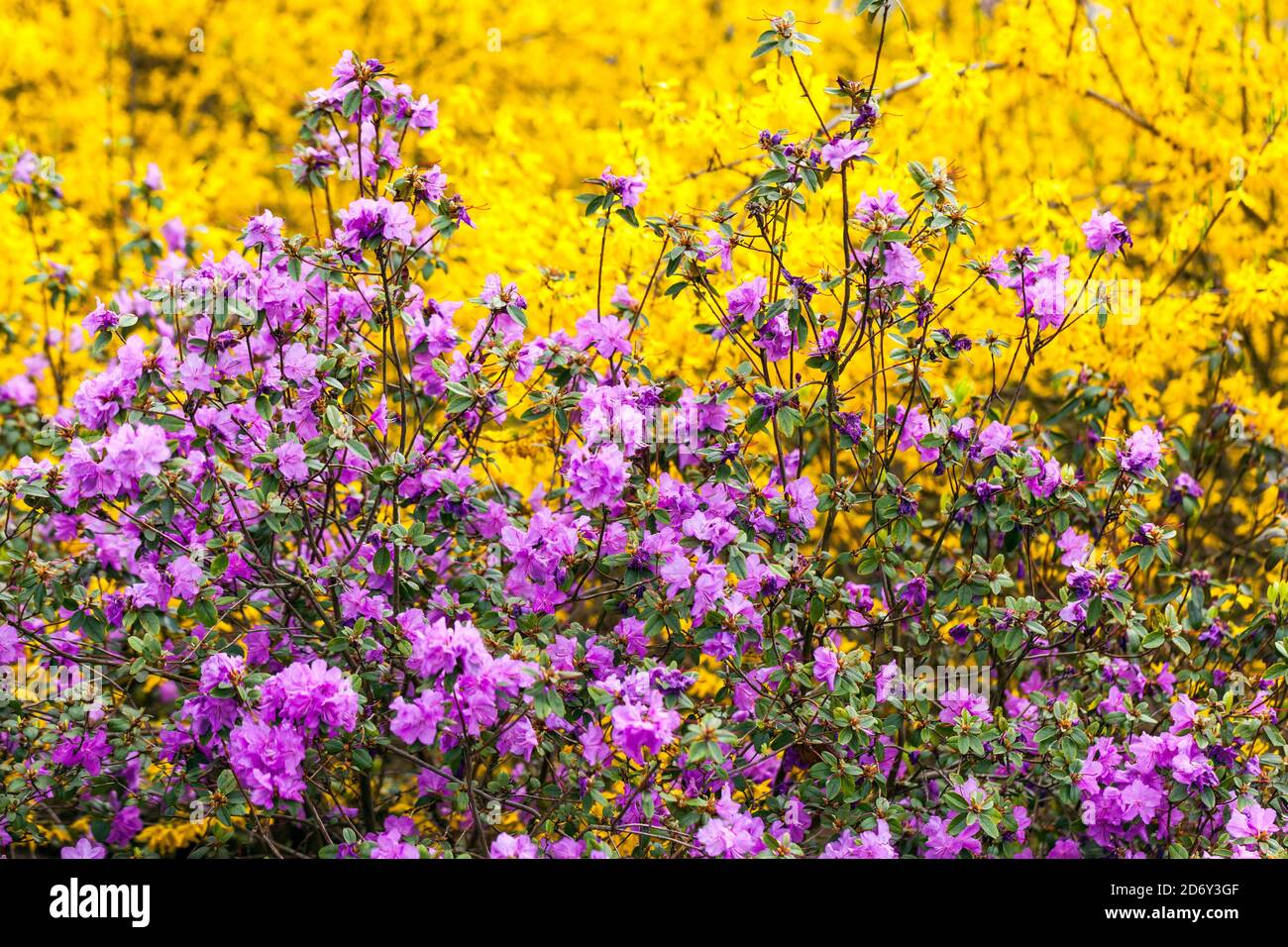 Bellezza della stagione primaverile arbusti fioriti Rododendro Forsythia giallo arbusti viola fiori Giardino aprile Rododendro dauricum Fiori piante fiorite Foto Stock