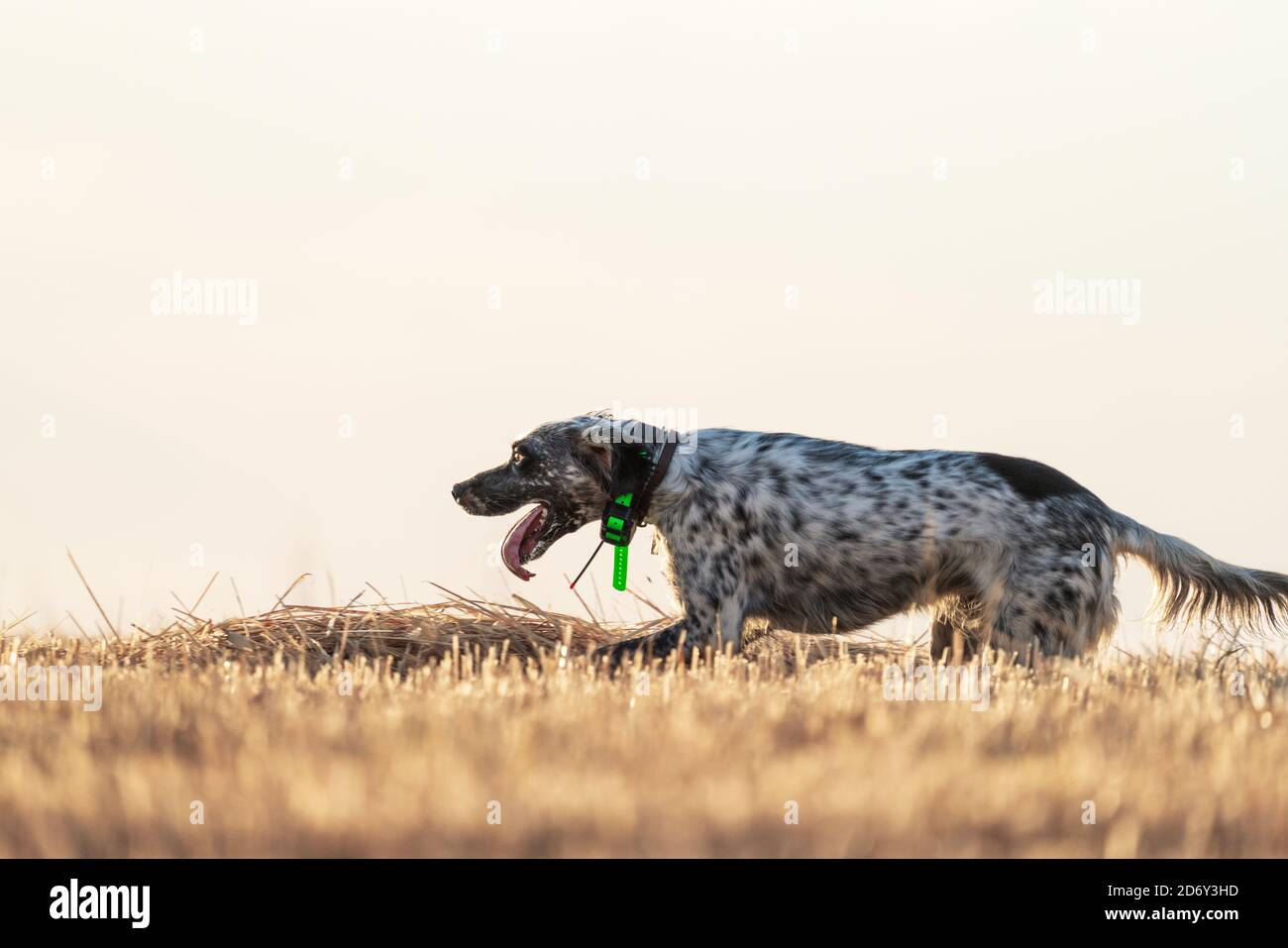 Puntatore pedigree cane che corre nel campo con lingua fuori e spazio di testo Foto Stock