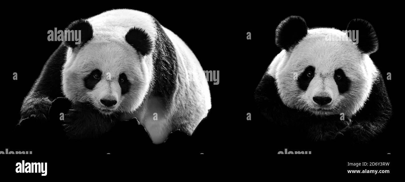 Modello di Ritratto di panda con sfondo nero Foto Stock