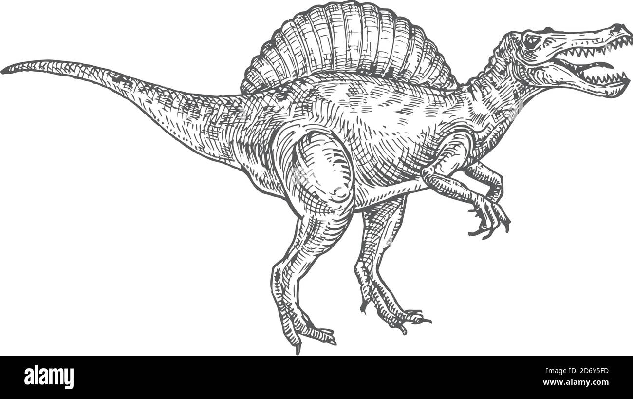 Illustrazione vettoriale preistorica di Dinosaur Doodle. Spinosauro disegnato a mano Reptile Engraving Style Drawing Immagine e Vettoriale - Alamy