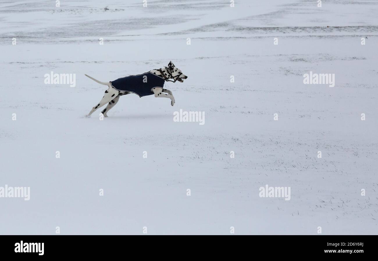 Cane dalmata con cappotto invernale che salta su una neve coperta orizzontale Foto Stock