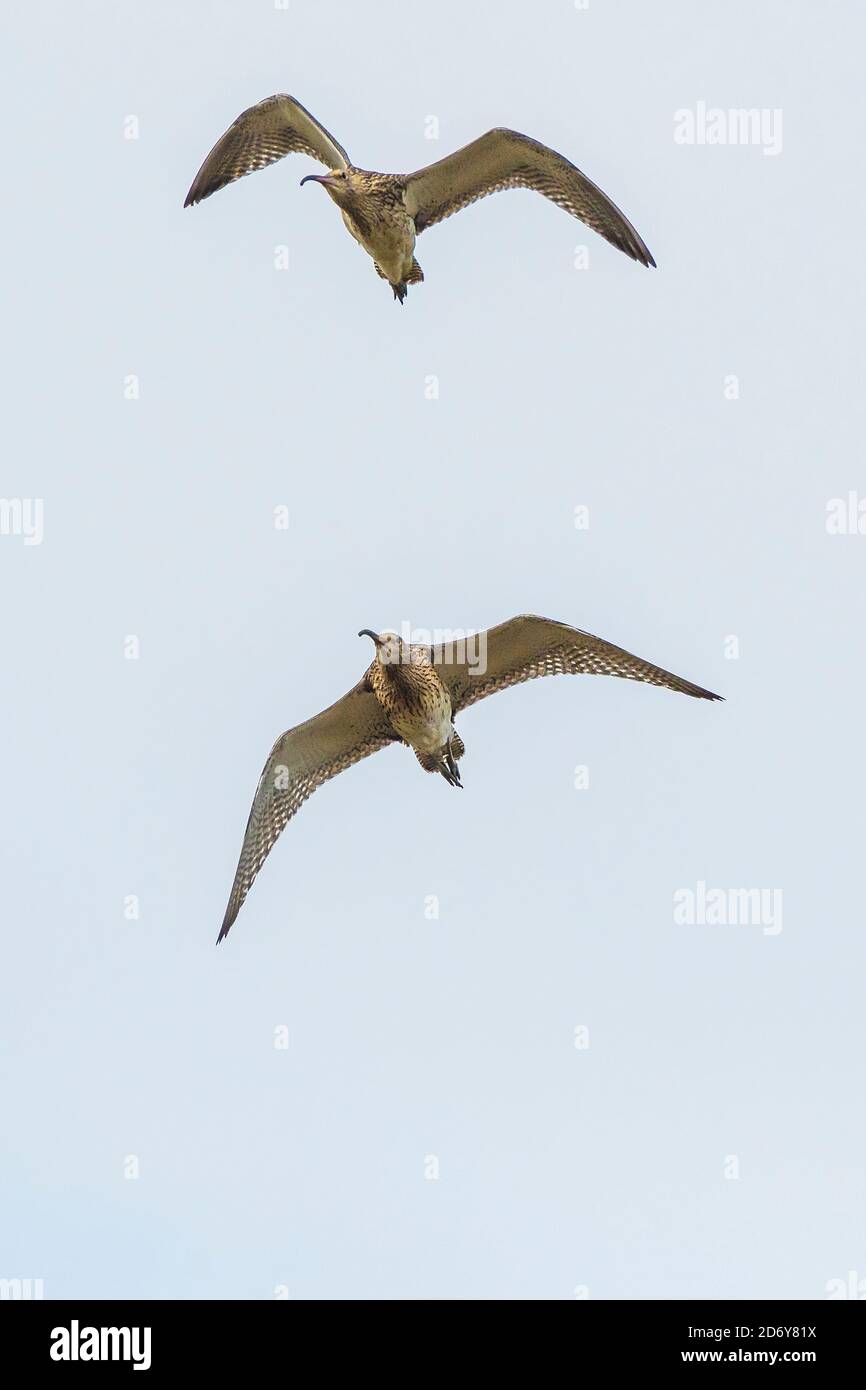 Curlews in volo Numenius arquata. Foto Stock