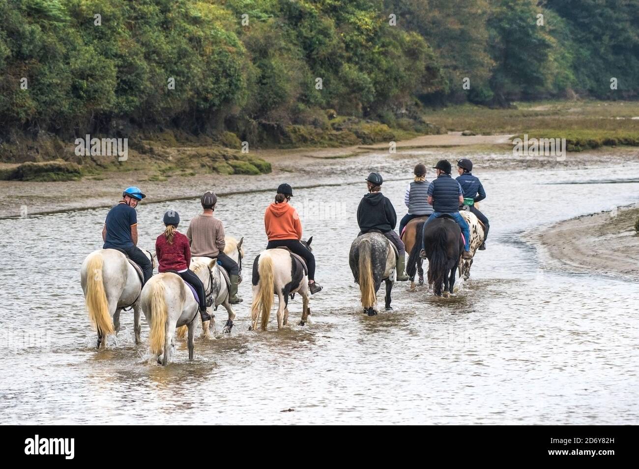 Un gruppo di cavalieri che cavalcano lungo il fiume Gannel con bassa marea a Newquay in Cornovaglia. Foto Stock