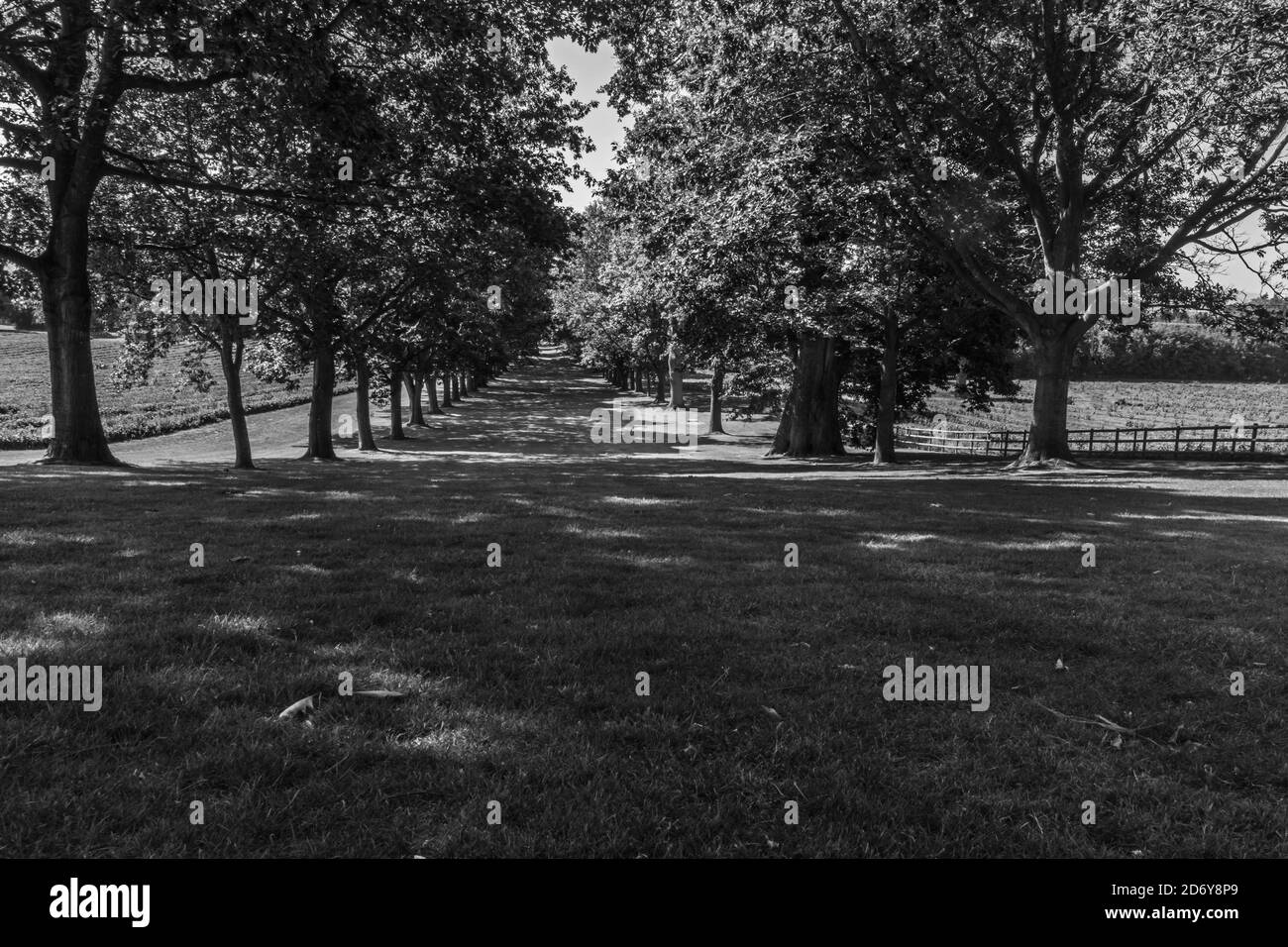 Avenue of English OAT Trees, Shobdon Herefordshire Regno Unito. Luglio 2020 Foto Stock