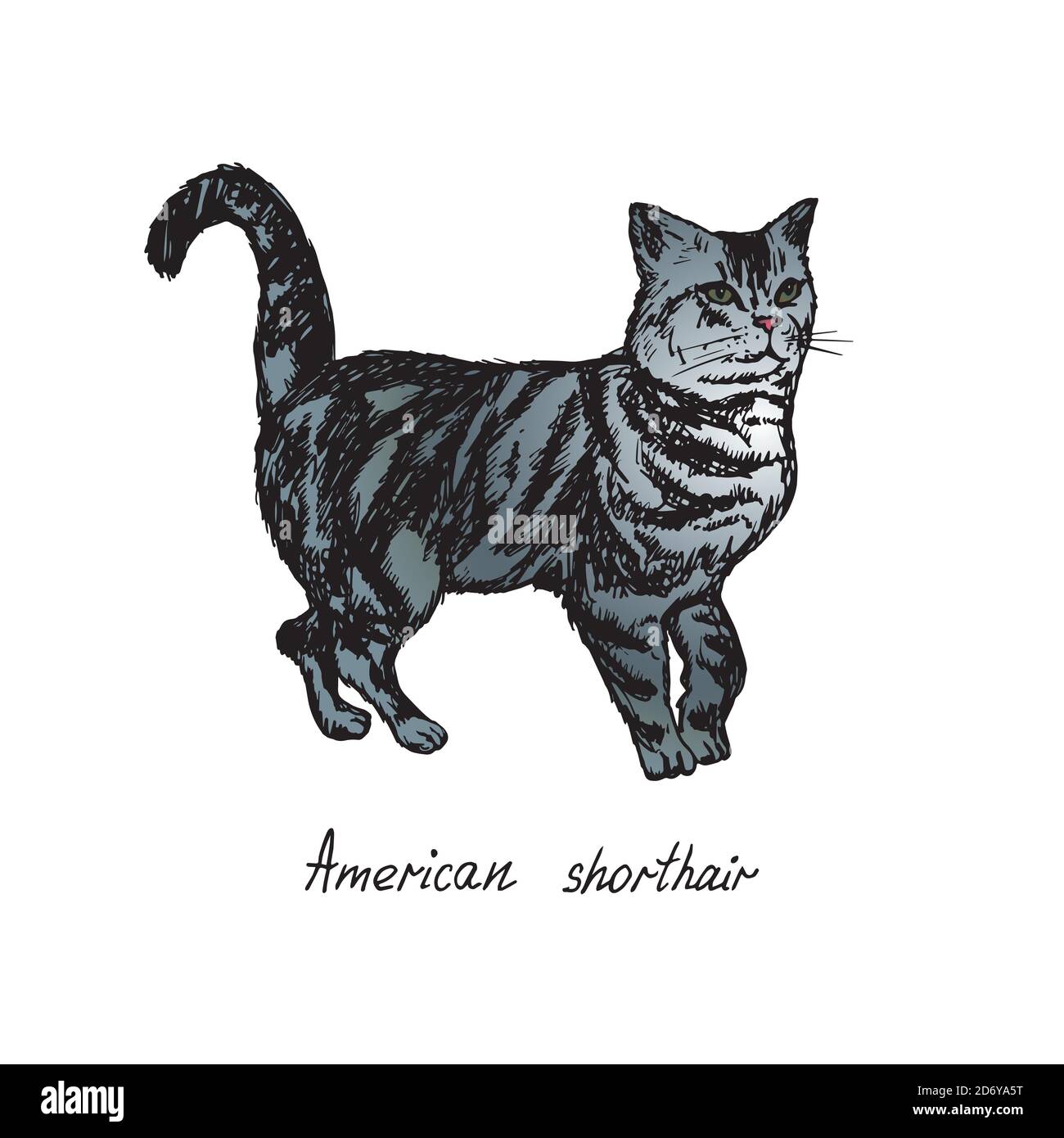 Shorthair americano, illustrazione di razze di gatto con iscrizione, doodle colorato disegnato a mano, schizzo Foto Stock