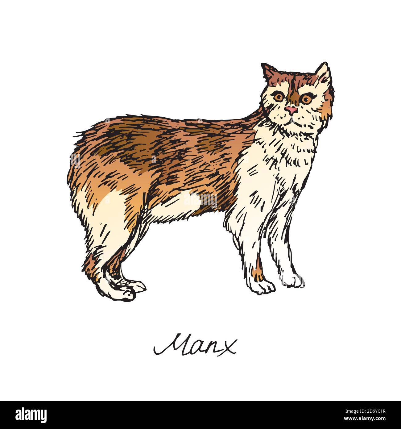 Manx, illustrazione razze di gatti con iscrizione, doodle colorato disegnato a mano, schizzo Foto Stock