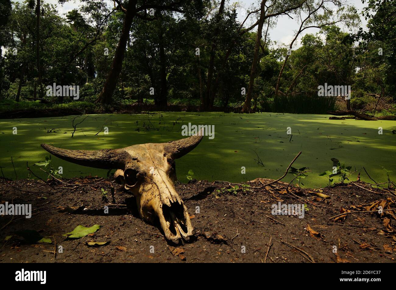 cranio animale sdraiato a terra Foto Stock