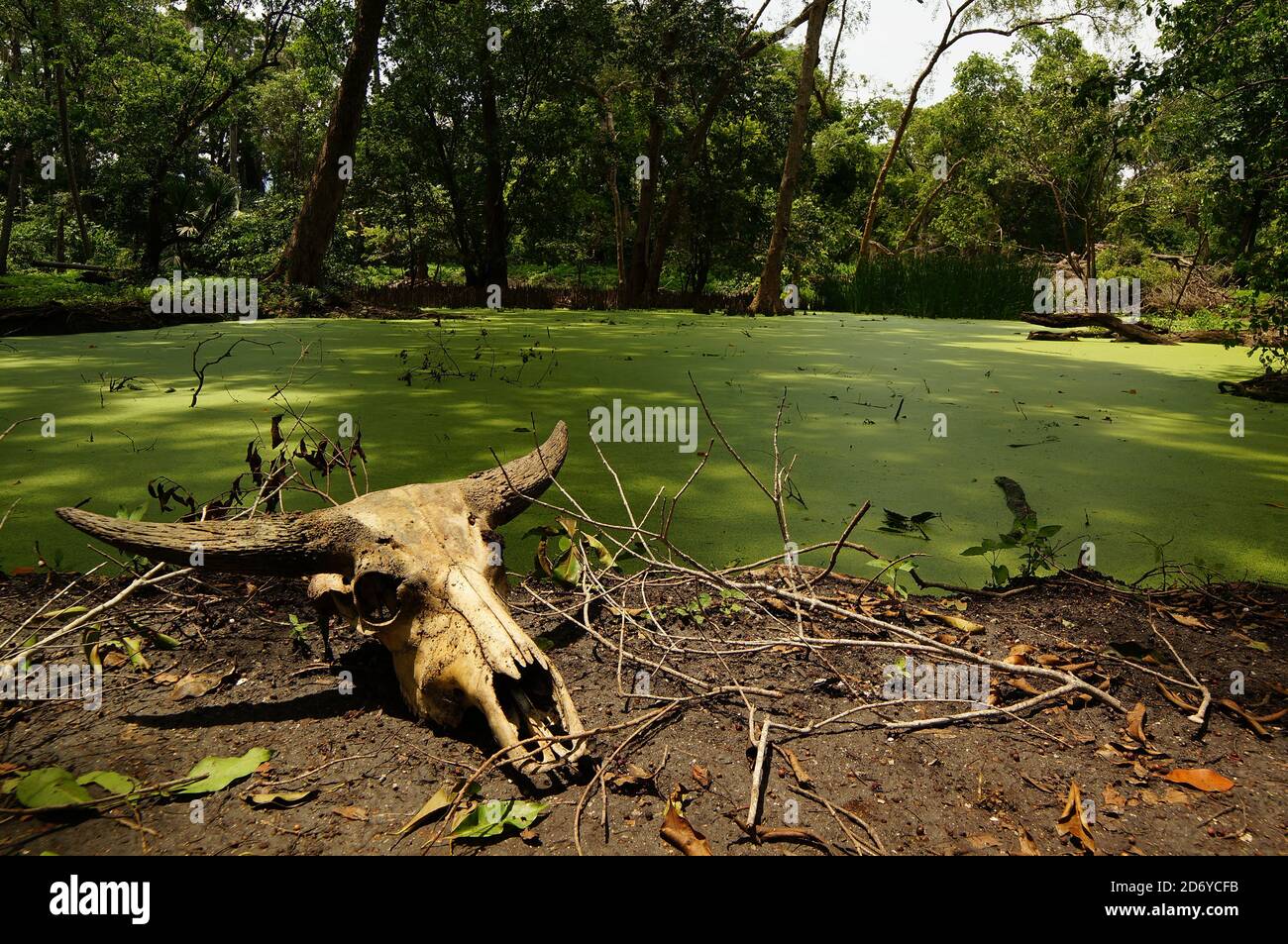 cranio animale sdraiato a terra Foto Stock