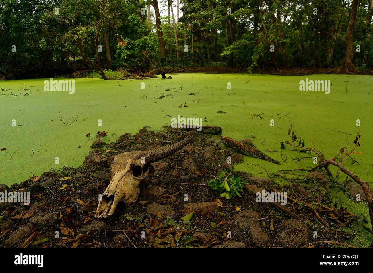 cranio animale sdraiato a terra Foto Stock