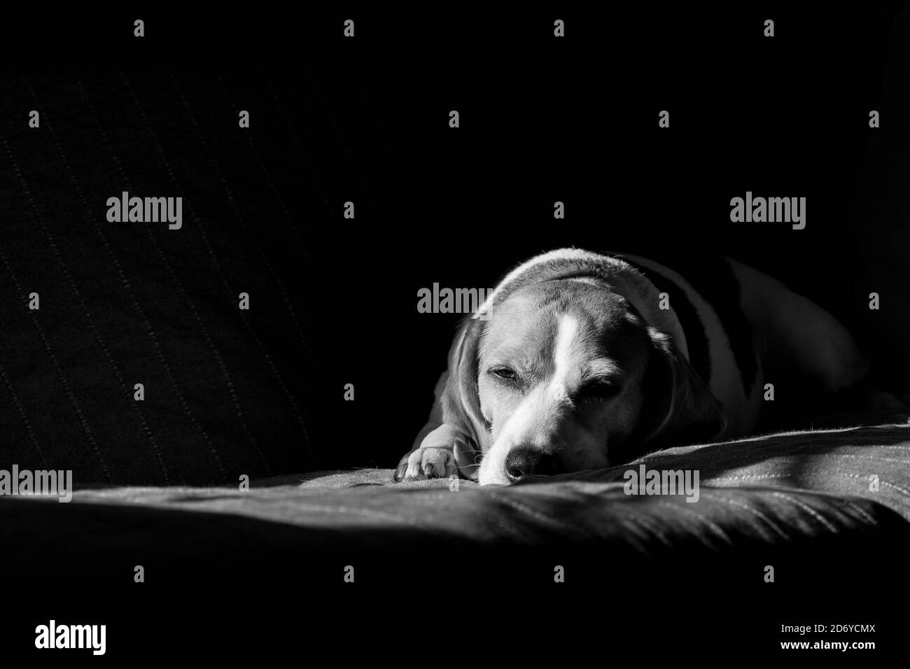 Foto in bianco e nero di beagle che si stendono sul divano e si crogiolano al sole. Foto Stock