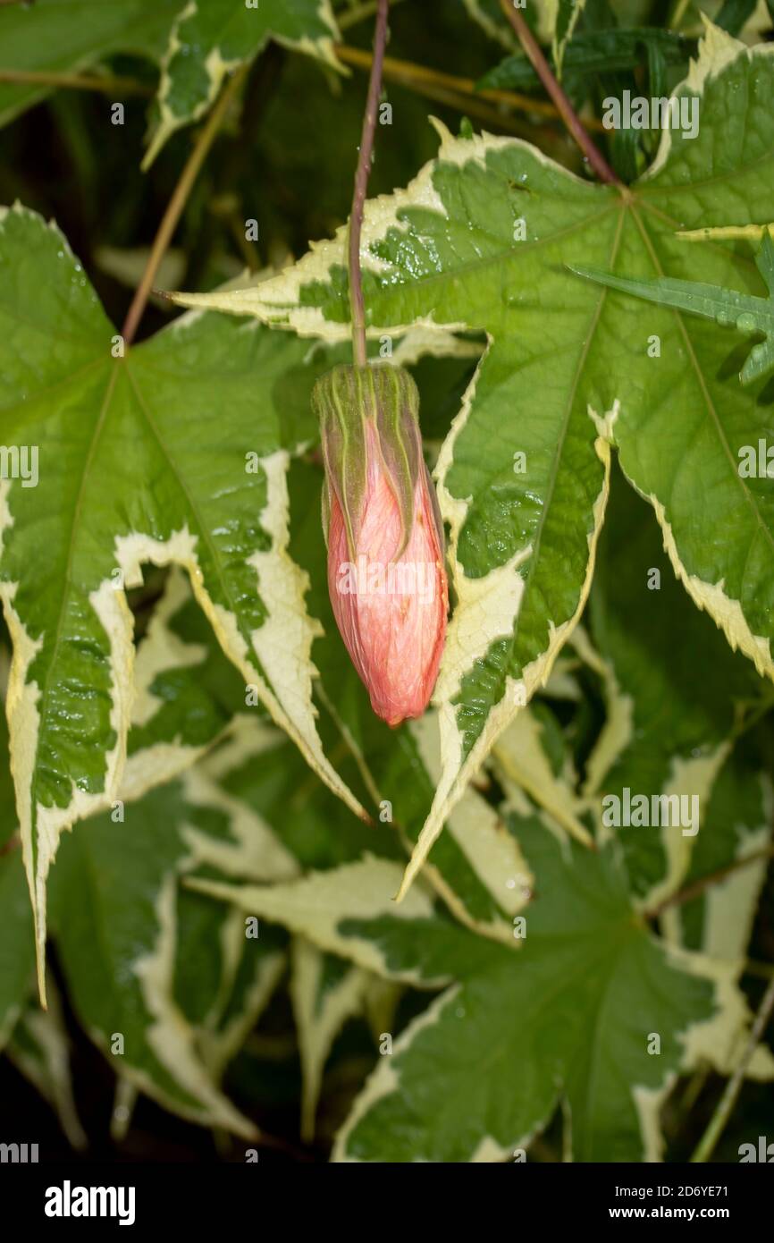 Abutilon souvenir de Bonn fiore e foglie variegate, ritratto di fiori naturali Foto Stock