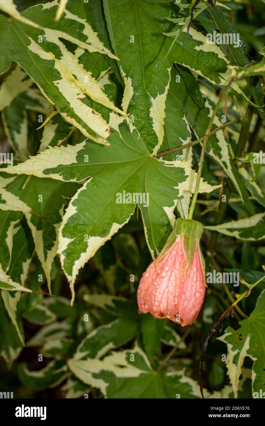 Abutilon souvenir de Bonn fiore e foglie variegate, ritratto di fiori naturali Foto Stock