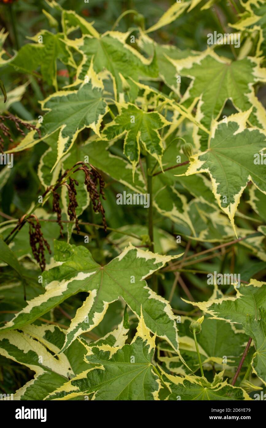 Abutilon souvenir de Bonn fiore e foglie variegate, ritratto di fiori naturali Foto Stock