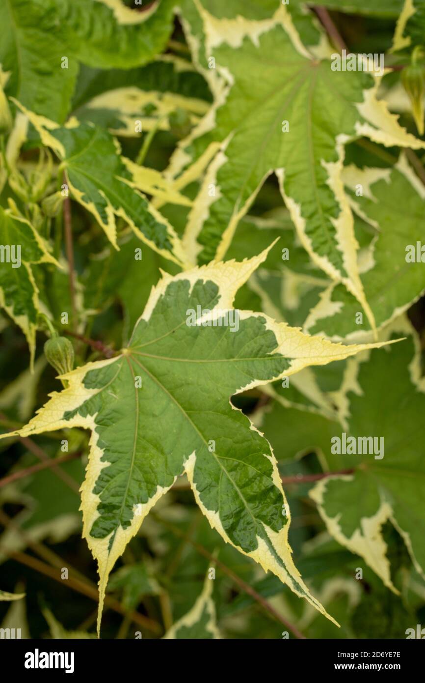 Abutilon souvenir de Bonn fiore e foglie variegate, ritratto di fiori naturali Foto Stock