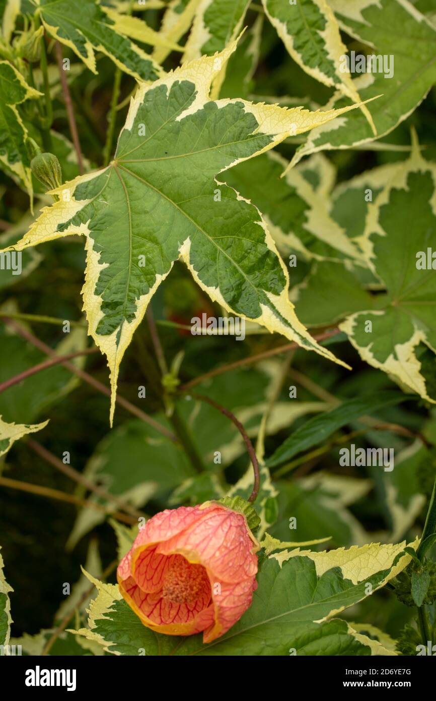 Abutilon souvenir de Bonn fiore e foglie variegate, ritratto di fiori naturali Foto Stock