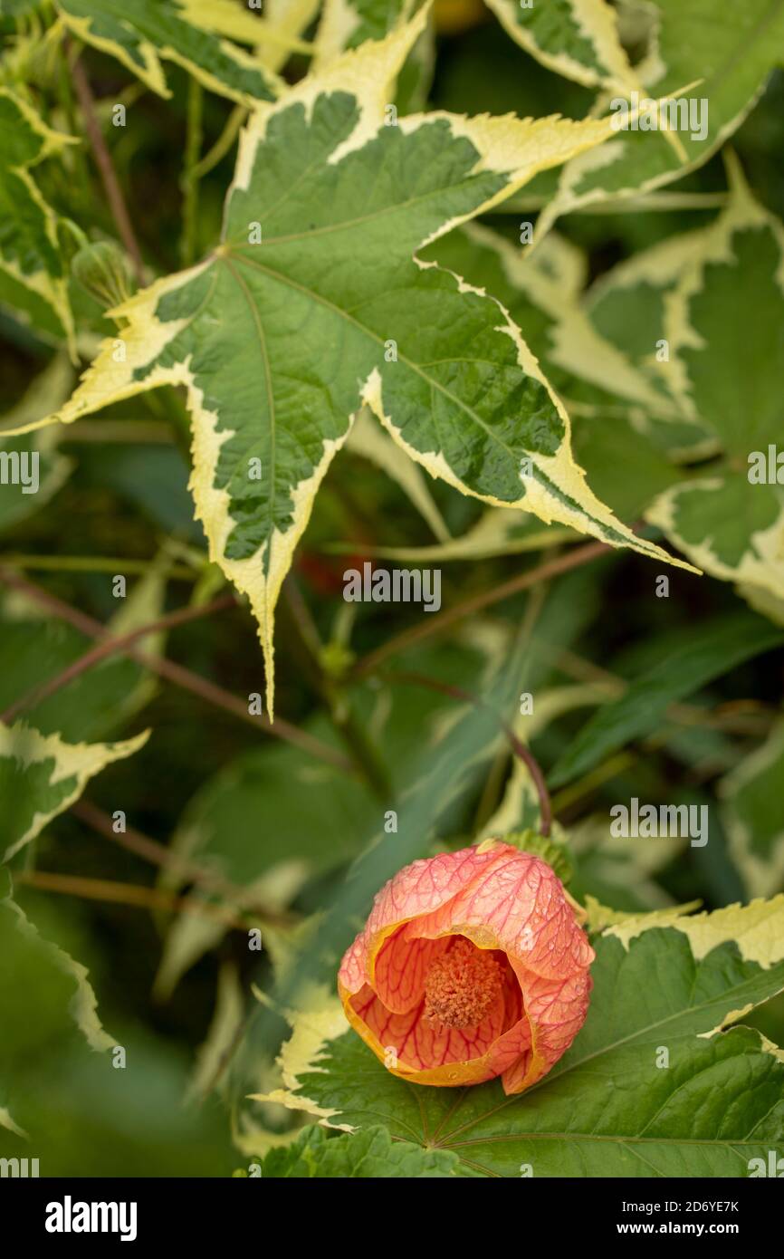 Abutilon souvenir de Bonn fiore e foglie variegate, ritratto di fiori naturali Foto Stock