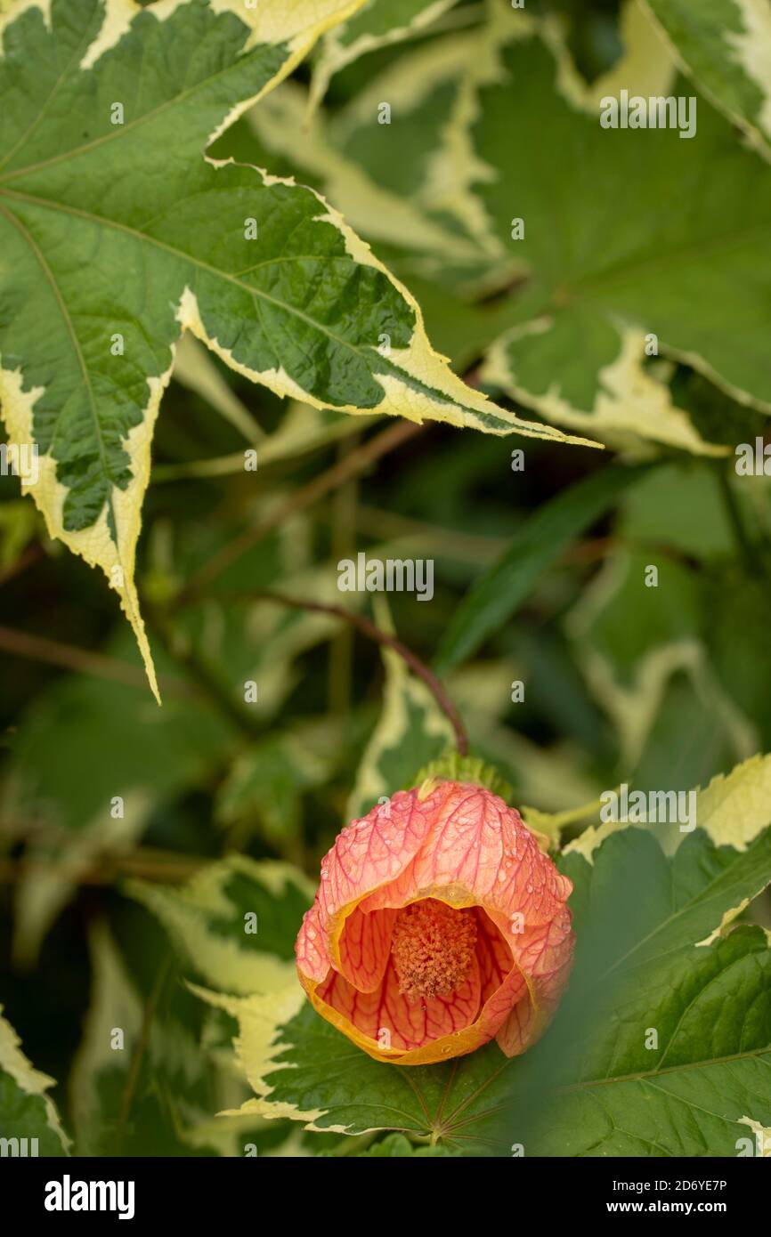 Abutilon souvenir de Bonn fiore e foglie variegate, ritratto di fiori naturali Foto Stock