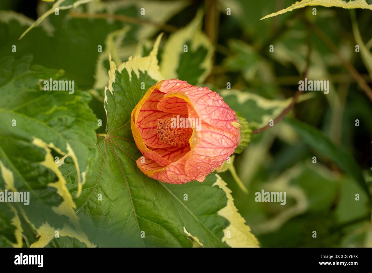Abutilon souvenir de Bonn fiore e foglie variegate, ritratto di fiori naturali Foto Stock