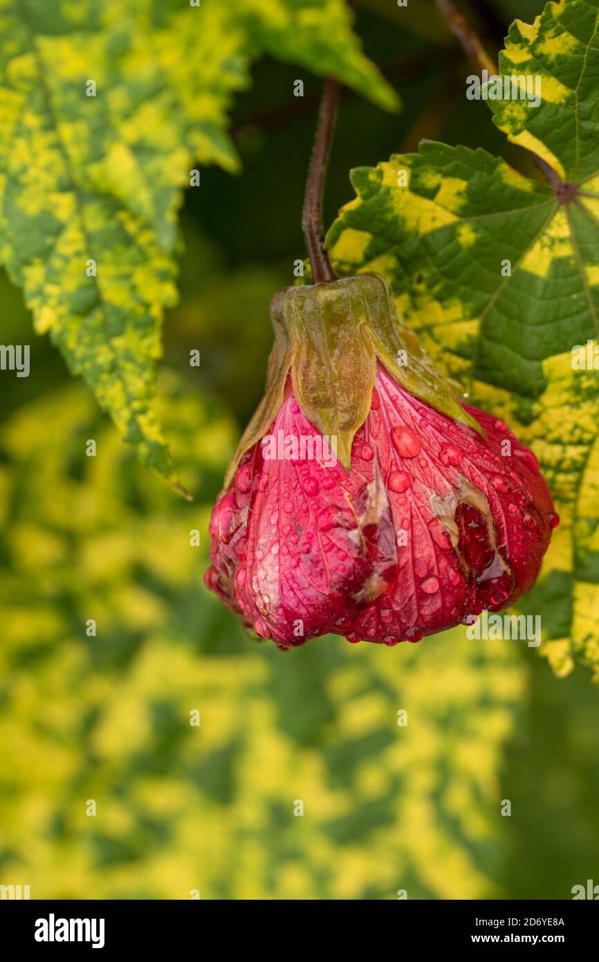 Abutilon souvenir de Bonn fiore e foglie variegate, ritratto di fiori naturali Foto Stock