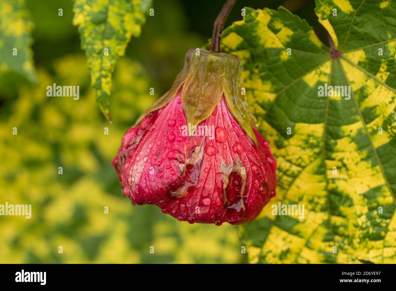 Abutilon souvenir de Bonn fiore e foglie variegate, ritratto di fiori naturali Foto Stock