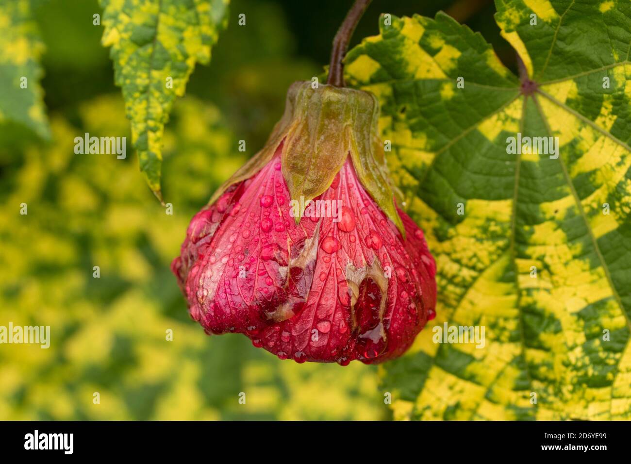 Abutilon souvenir de Bonn fiore e foglie variegate, ritratto di fiori naturali Foto Stock