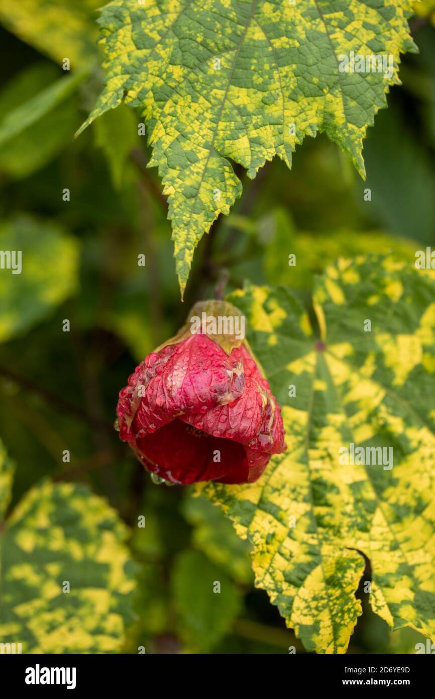 Abutilon souvenir de Bonn fiore e foglie variegate, ritratto di fiori naturali Foto Stock