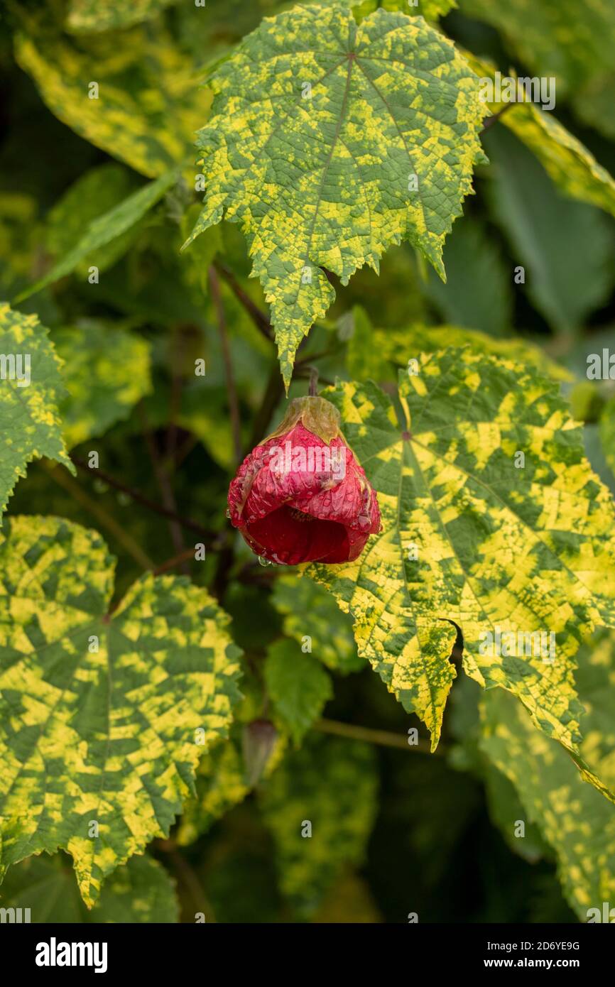 Abutilon souvenir de Bonn fiore e foglie variegate, ritratto di fiori naturali Foto Stock
