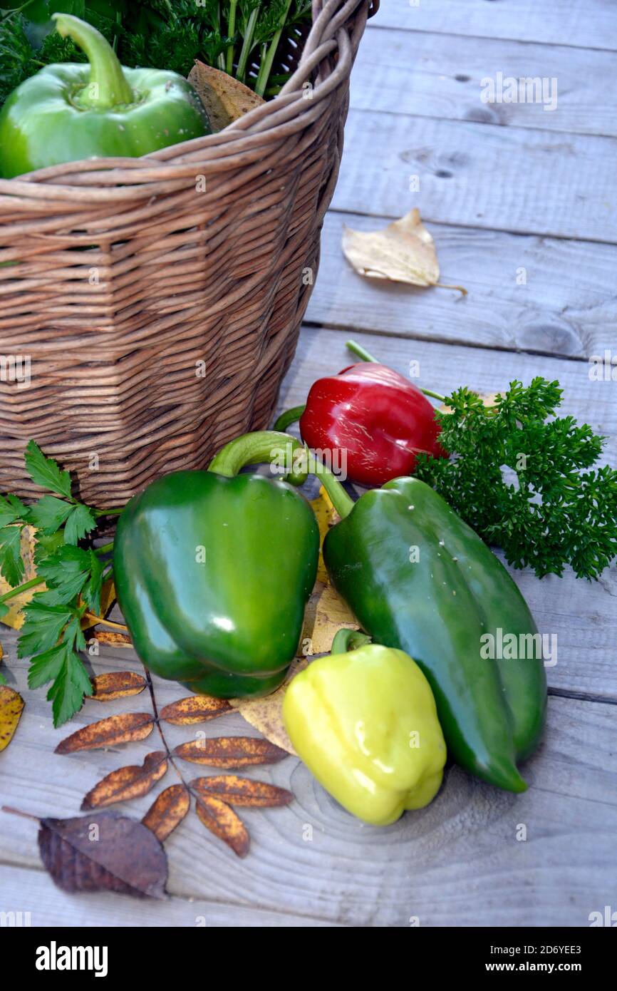 Le verdure con le erbe stanno sdraiandosi vicino ad un primo piano del cestino di vimini. Le foglie cadute di autunno sono sparse intorno. Raccolta di pomodori, peperoni, parselle Foto Stock