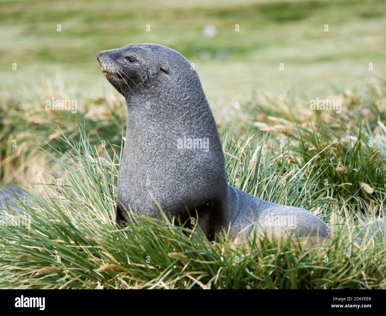 Foca antartica (Arctocephalus gazella). Toro in tipico habitat di erba Tussock. Antartide, Subantartica, Georgia del Sud, ottobre Foto Stock